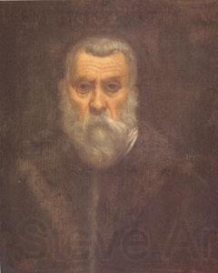 TINTORETTO, Jacopo Self Portrait (mk05) Norge oil painting art